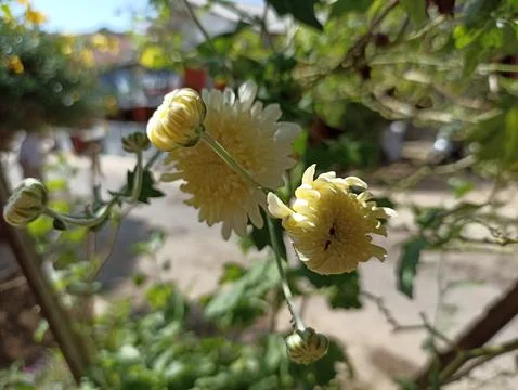 Flower white Stock Photos