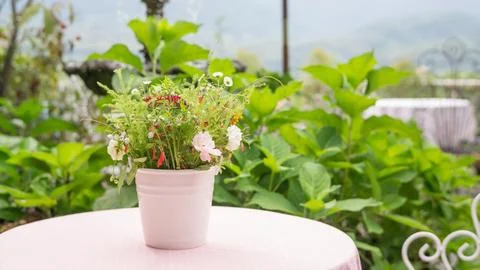 Flower in a white pot on a table. Stock Photos