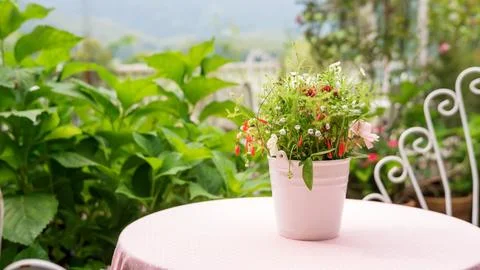 Flower in a white pot on a table. Stock Photos