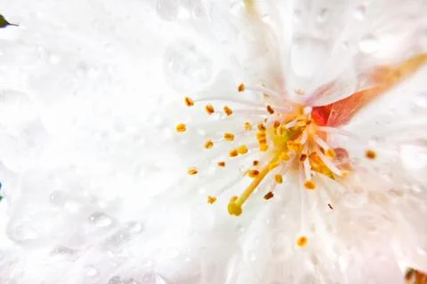 Flower of white rhododendron Stock Photos
