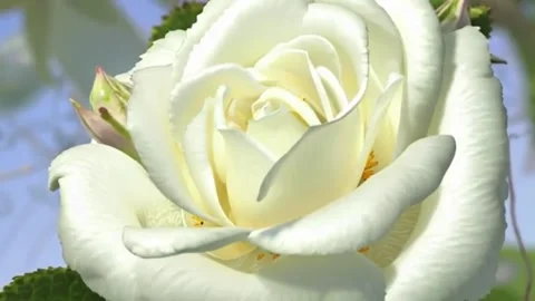 Flower white rose Stock Footage 300889722