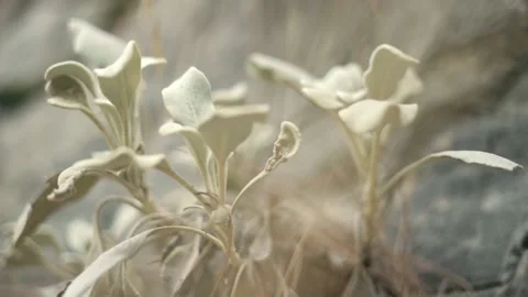 Flower with white stem growing on Chimaera mountain stones Stock Footage 143327189