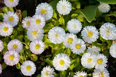 Flower - wild chamomile Foto stock