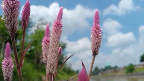 Flower wild chicken comb. Stock Footage 331703348