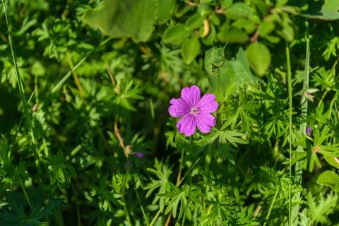 Flower a wild geranium Stock Photos