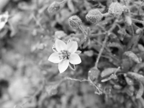 Flower in the wild Stock-Fotos