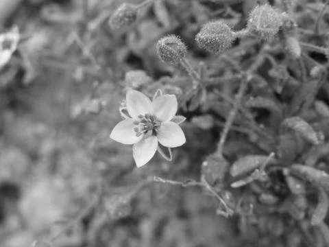 Flower in the wild Foto stock