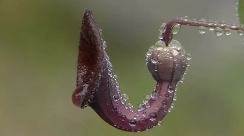 Flower of wild vine Stock Footage 37243689