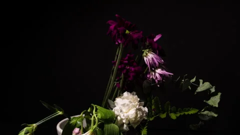 Flower wilting time lapse decaying flowers moody dark background. Stock Footage 285007573