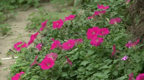 Flower on a wind 1 Stock Footage 10587910