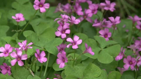 Flower on a wind 3 Stock Footage 10587920