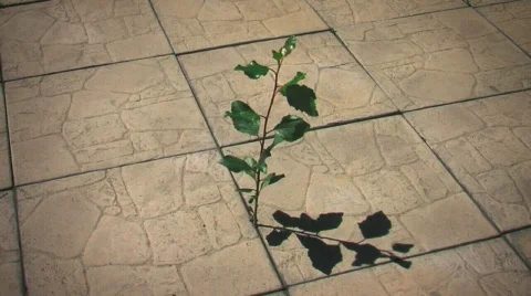 FLOWER WIND BIG Stock Footage 742877