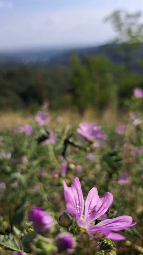 Flower in the Wind Blurred Background Short Video Video stock 248352210