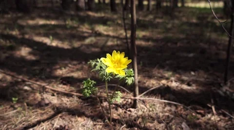 Flower on the wind close-up bokeh. Stock Footage 49769207