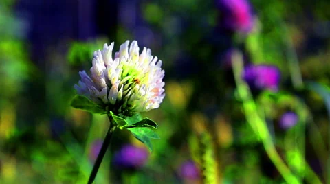 Flower on the wind colorful background Stock Footage 64855698