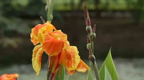 Flower in the wind Stock Footage 10845863