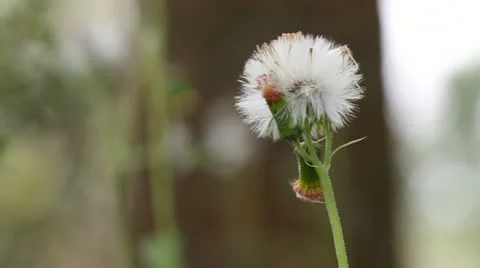 Flower in the wind Stock Footage 10846259