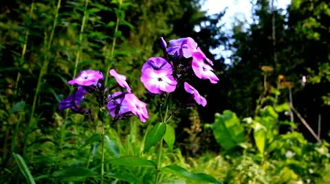 Flower in the wind Stock Footage 12038568