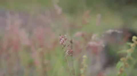 Flower in wind Stock Footage 23792409