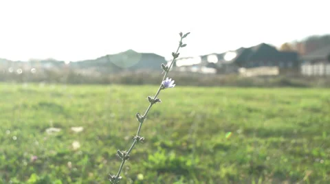 Flower in the Wind 스톡 동영상 29078532