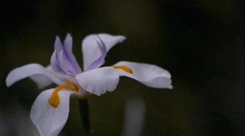 Flower In the Wind 库存影片 37268092