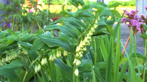Flower in the wind Stock Footage 38585587