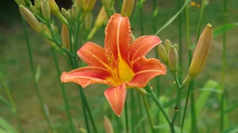 Flower in the wind Stock Footage 57614412