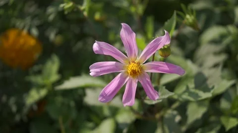 Flower in the wind 動画素材 68084191