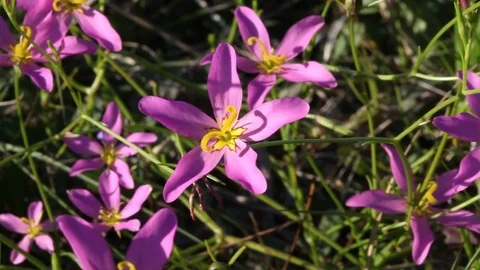 Flower in the wind 스톡 동영상 76004695