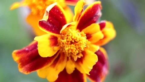 Flower in the wind Stock Footage 76053495