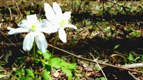 Flower on wind Stock Footage 95078920