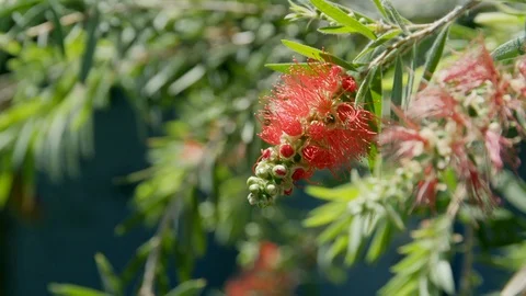 Flower in the Wind Video stock 95961631