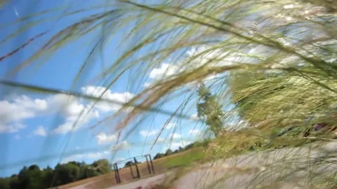 Flower In The Wind Stock Footage 138491417