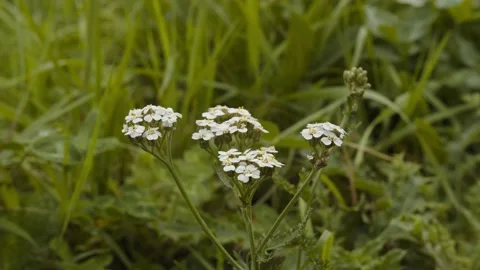 Flower in the wind Video stock 163358674