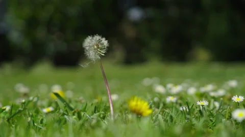 Flower in the wind Video stock 188916056