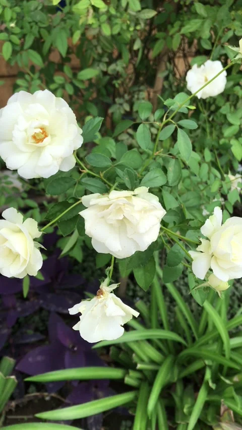 Flower in the wind Vidéo 219843995