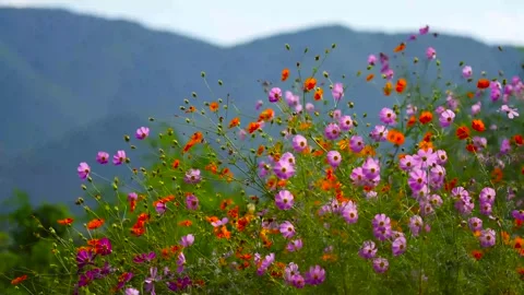 Flower in the wind Video stock 220081955
