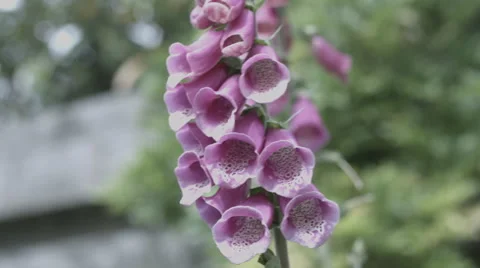 Flower, wind, pink 動画素材 57809603