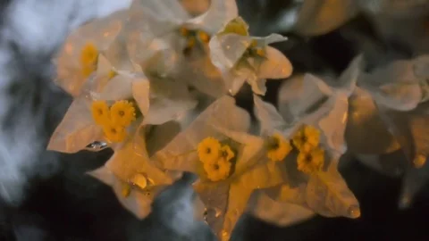 Flower in the wind on a rainy day 動画素材 77527535