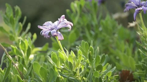 Flower in the wind - Timelapse Video stock 42770502