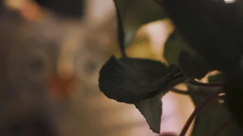 Flower On The Window And Soft Toy Stock Footage 149287134