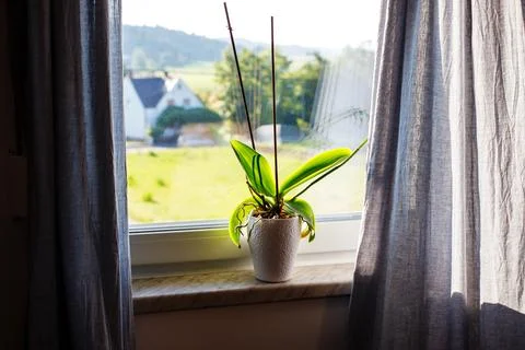 Flower on the window in the apartment. window view comfort 스톡 사진
