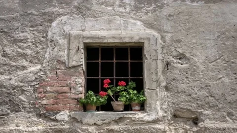 Flower window Stock Footage 145397401