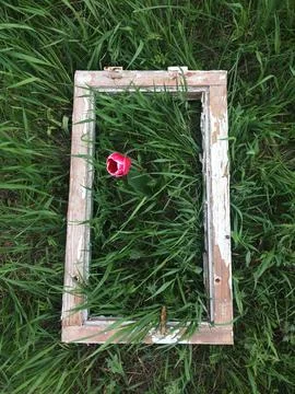 Flower in window on grass Foto stock