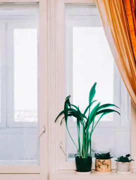 Flower On Window Stock Photos