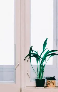 Flower On Window Stock Photos