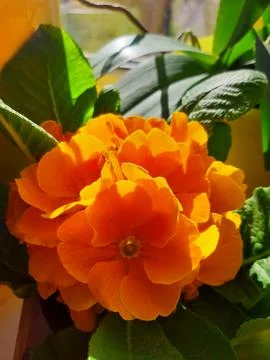  flower on the window Stock Photos