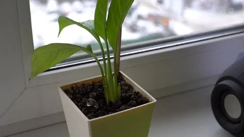 Flower on windowsill and bluetooth column Stock Footage 124837158