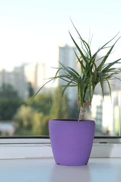 Flower on the windowsill. Stock Photos