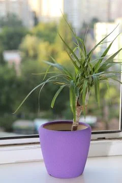 Flower on the windowsill. Foto stock